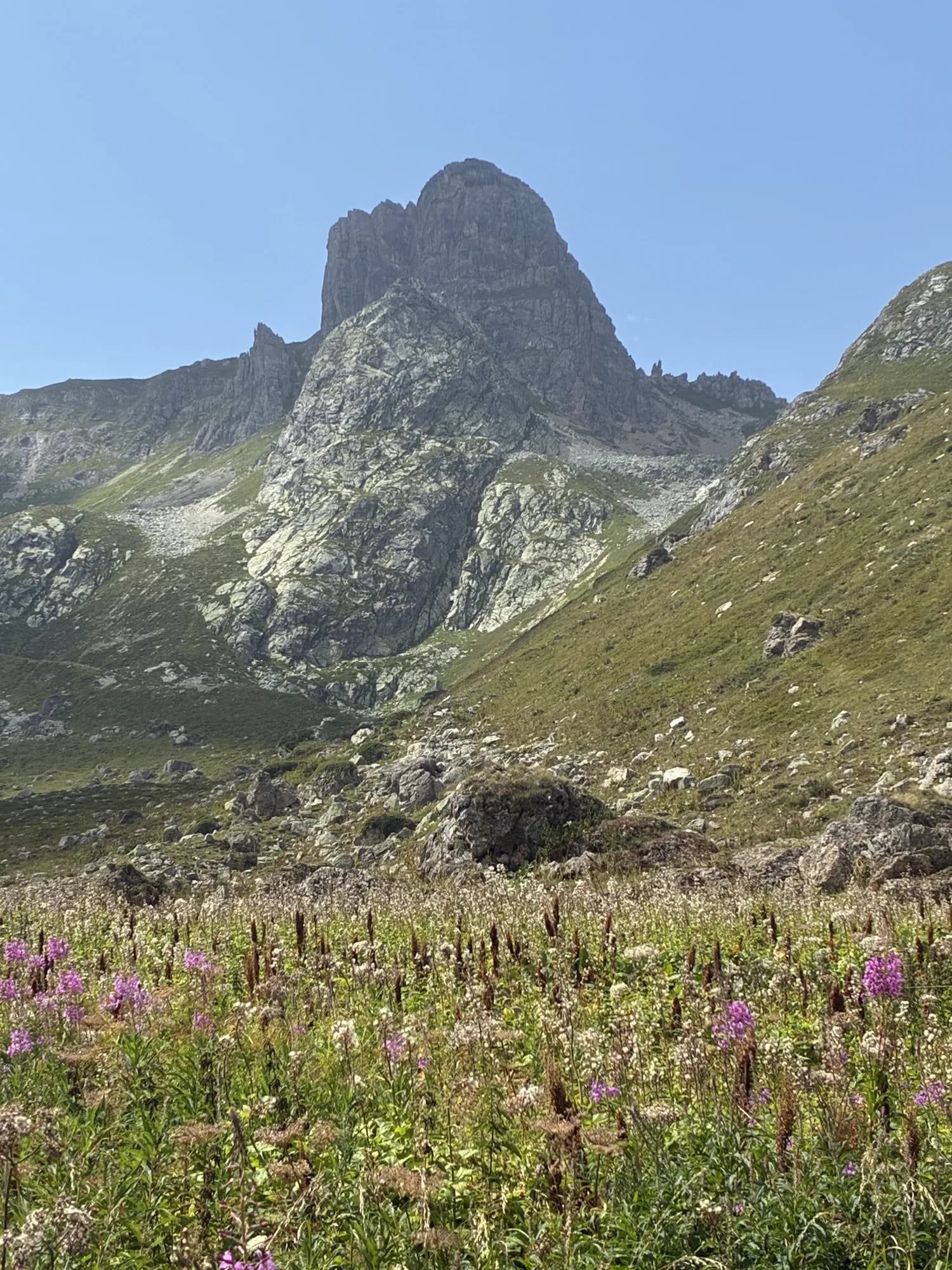 Vallon fleuri de la vallée du Ponthurin en été